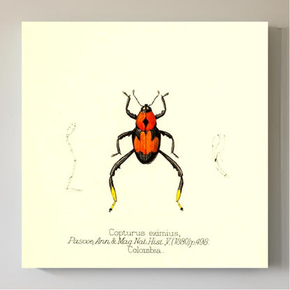 Copturus Eximius