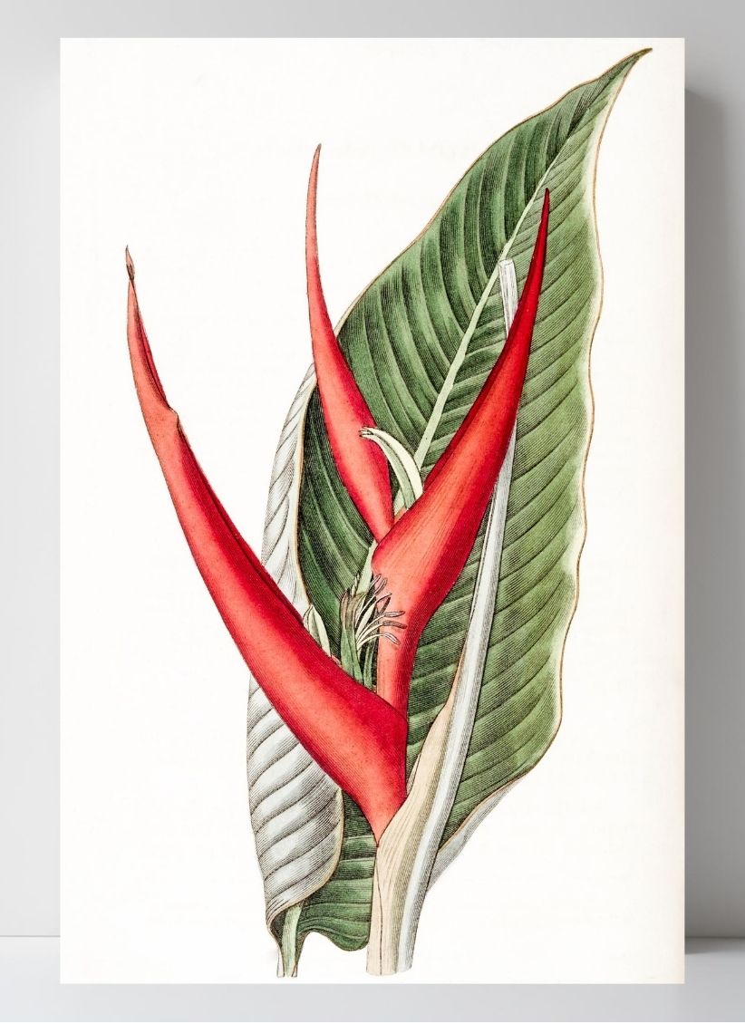 Powdered Heliconia