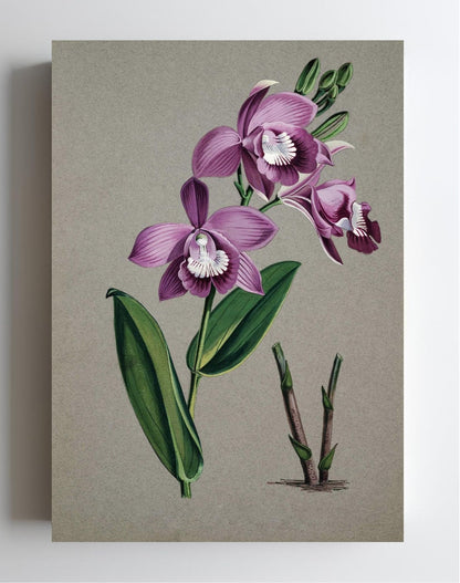 Epistephium Williamsii