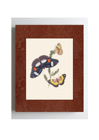 Butterflies 3