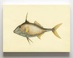 Balistes Biaculeatus