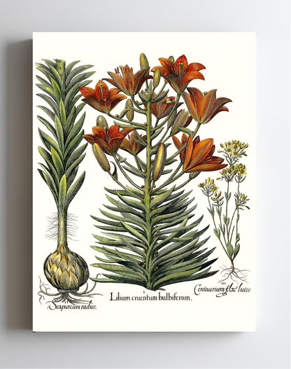 Orange lily with bulbils, Late-blooming blackstonia