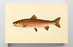The Dolly Varden Trout (Adult Male) Salvelinus-Parkei