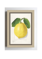 Lemon Citrus