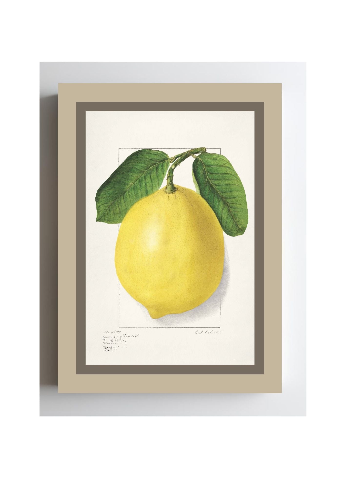 Lemon Citrus