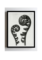 Aspidium Filix Mas (Shield Fern Fronds)
