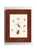 Insects 1