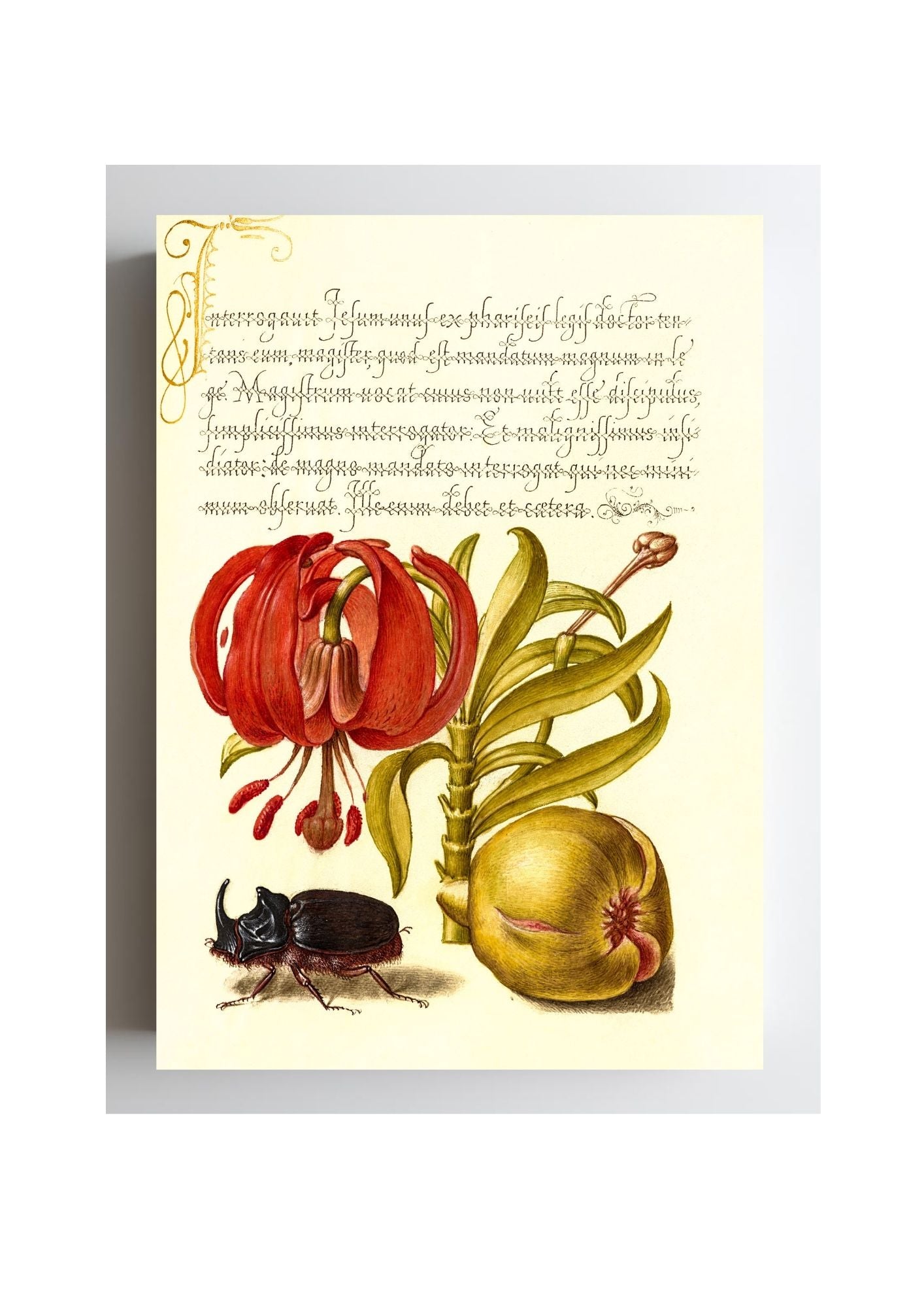 Scarlet Turk’s Cap, Rhinoceros Beetle, and Pomegranate