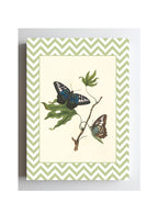 Papilio Gambricuis