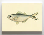 Perca Argentea