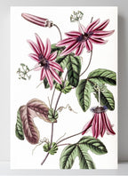 Crimson Passionflower