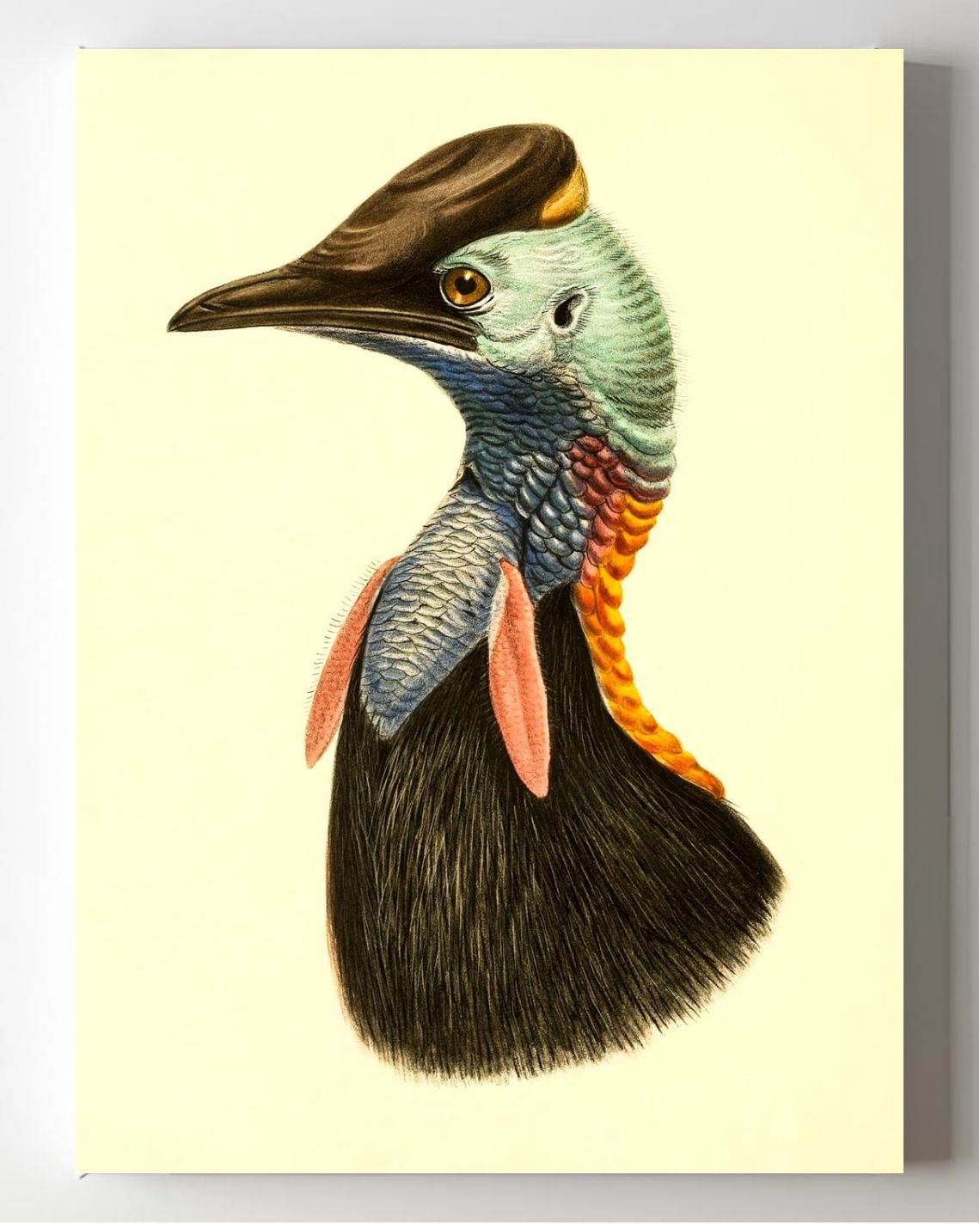 Casuarius Bicarunculatus