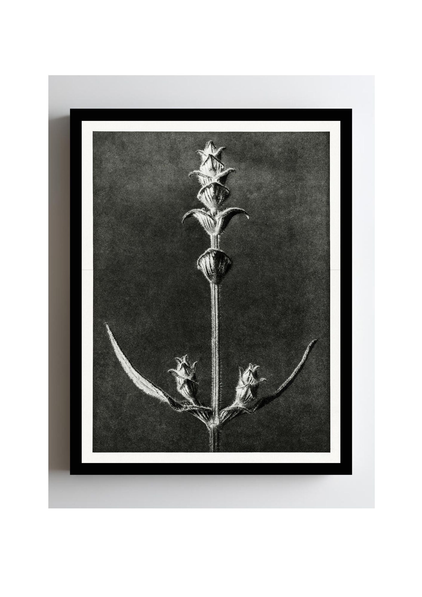 Salvia