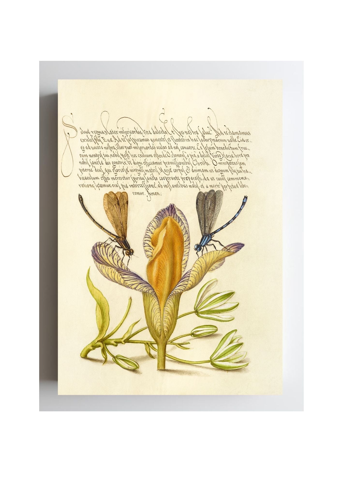 Damselflies, Spanish Iris, and Star-of-Bethlehem