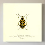 Cydianirus Ornatus