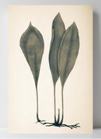 Antrophyum Boryanum