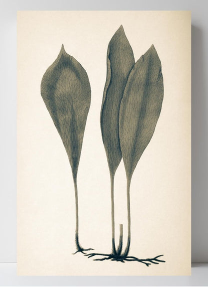 Antrophyum Boryanum