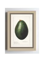 Avocado Persea
