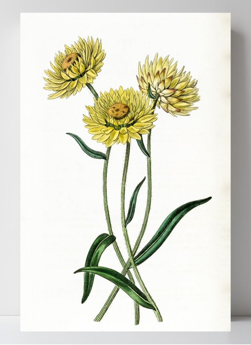 Two-coloured Elichrysum