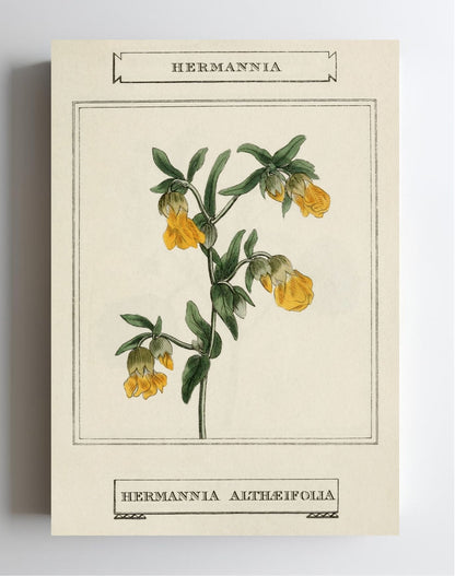 Hermannia