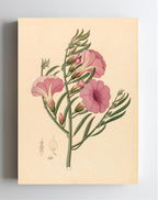 Convolvulus (Ipomoea Oenotheroides)