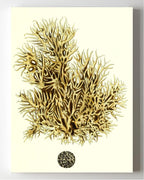 Spongia damicornis