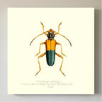 Pachyteria Hugeli