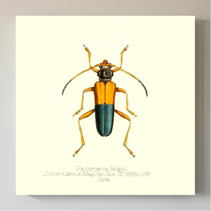 Pachyteria Hugeli