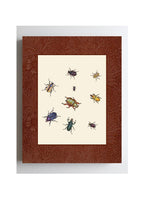 Beetles 1
