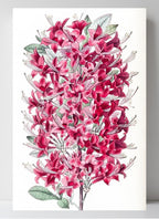 The Highclere Scarlet Azalea
