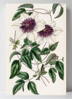 Siebold's Clematis