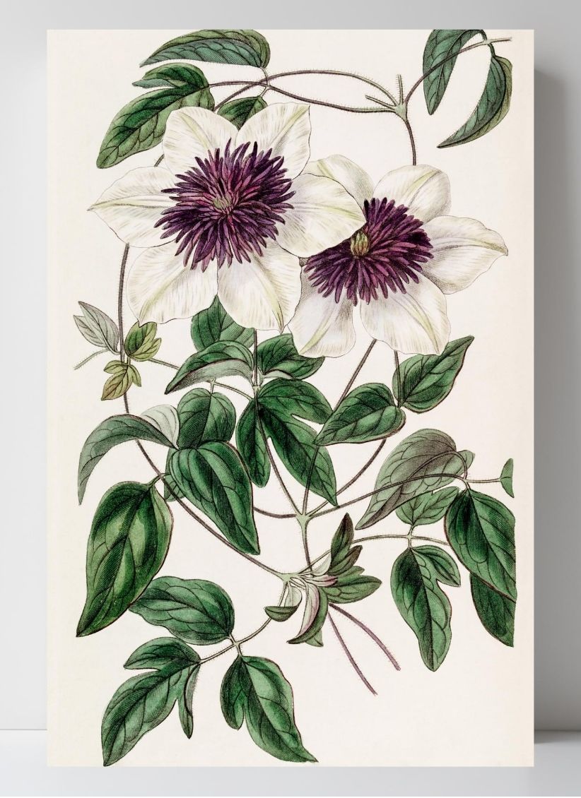 Siebold's Clematis
