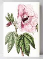 Splendid Hibiscus