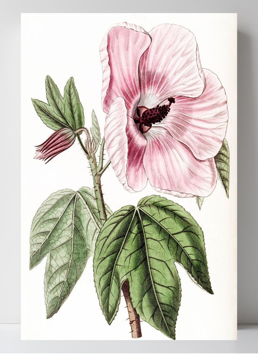 Splendid Hibiscus