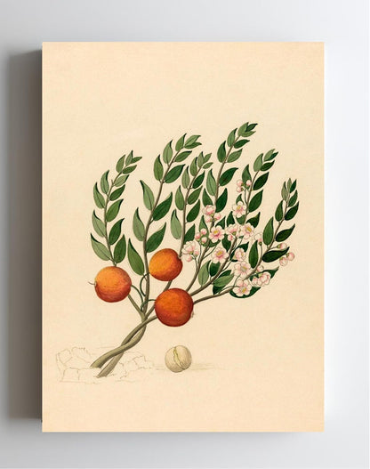 Eugenia or Jambo (Eugenia Albanensis)