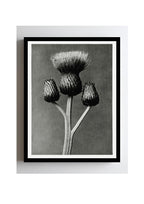 Cirsium Canum (Queen Anne Thistle)