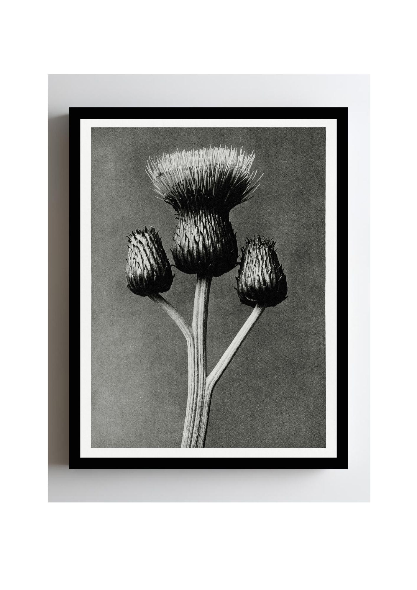 Cirsium Canum (Queen Anne Thistle)