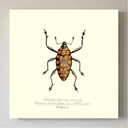 Cholus Haematostictus