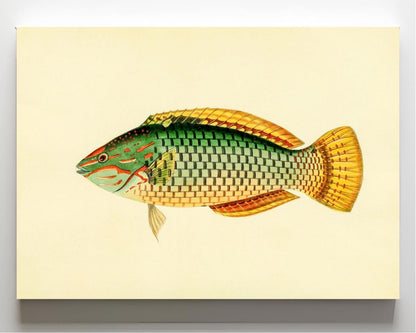 Sparus Decussatus