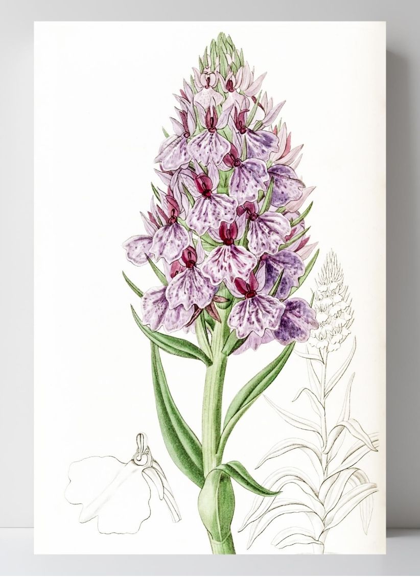 Leafy-Spiked Orchis