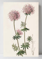 Long-styled Crucianella