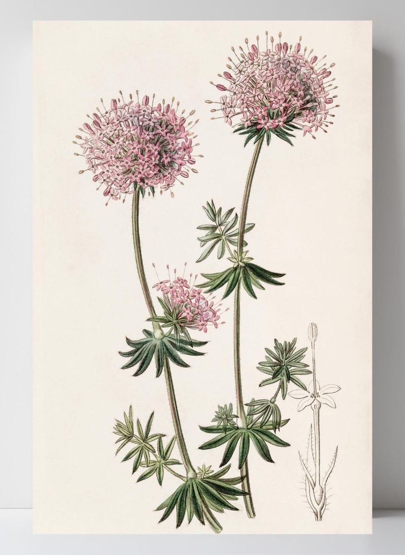 Long-styled Crucianella