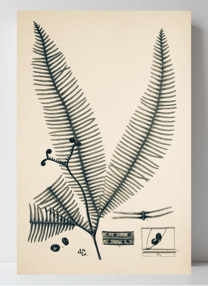Gleichinia Immersa