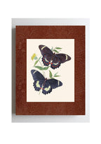 Papilio erechtheus