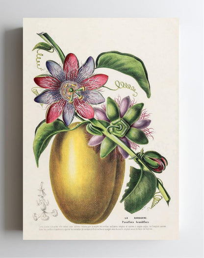 La Barbadine (Passiflora Grandiflora)