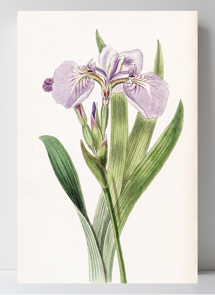 Bristle-Tipped Iris