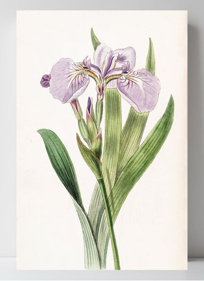 Bristle-Tipped Iris
