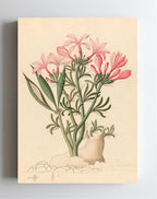 Ceropegia or Echites (Pachypodium Succulentum)