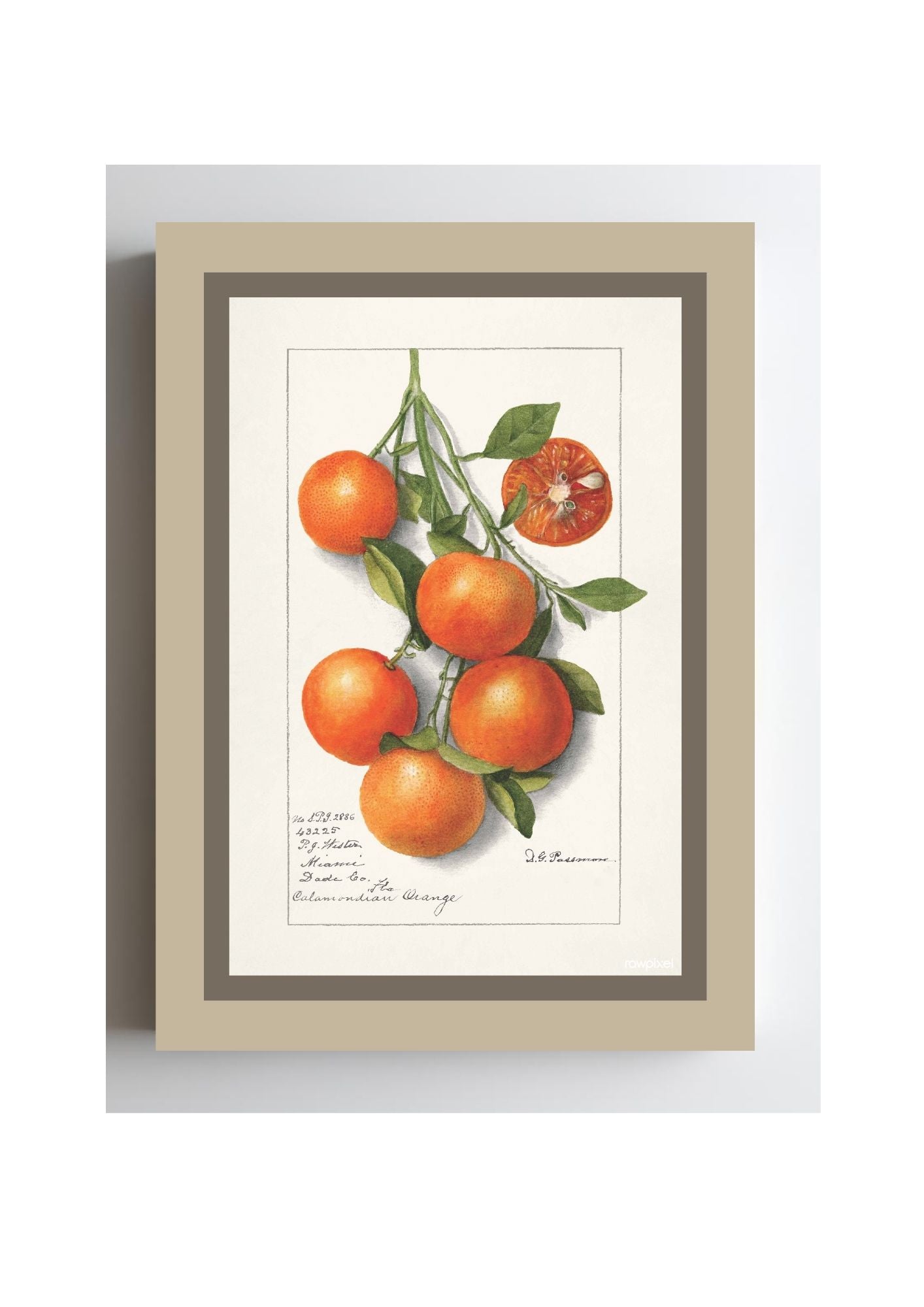 Oranges Calamondrian