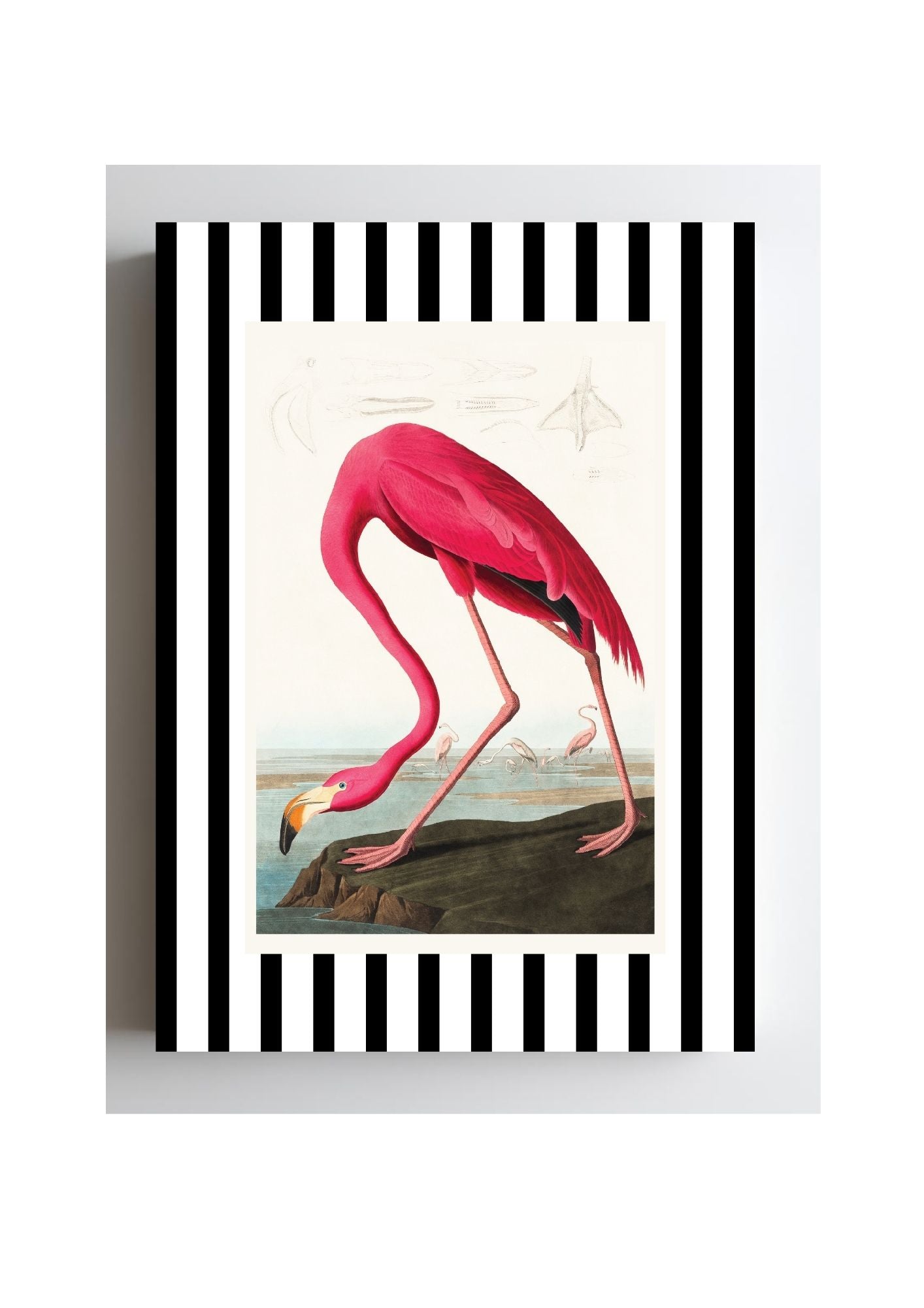 American Flamingo